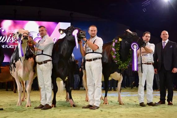 8caa9360f3cb9d4f69311916bd6278f1121c9172 Grand-Champion-Wahl bei den Holsteindamen (von rechts): Ghardaia (später auch Supreme Champion), Heline und Jolie. (Bild jba)