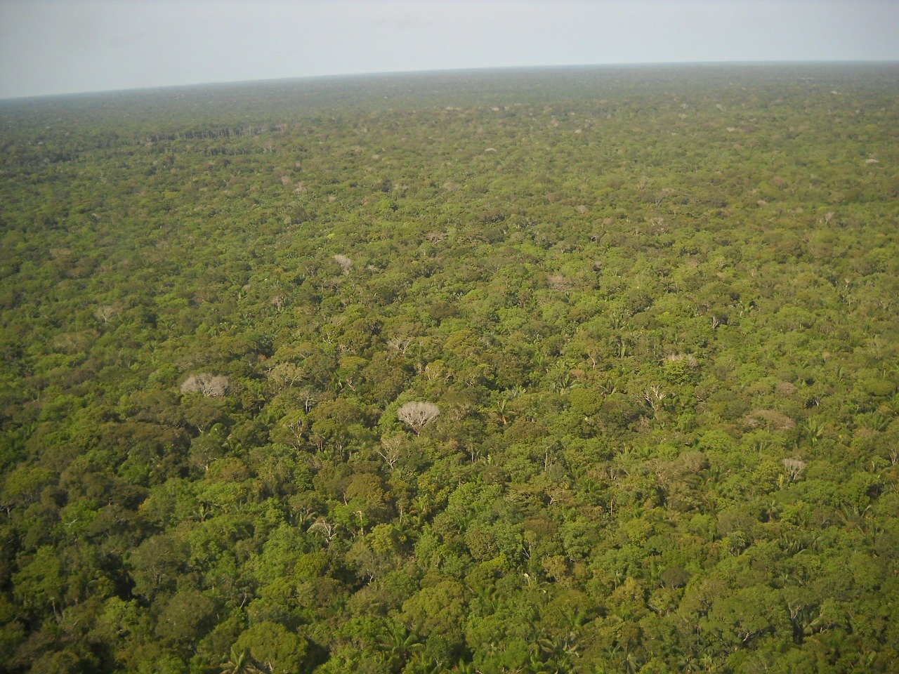 Ein Teil des in die EU importierten Sojas stammt aus dem brasilianischen Amazonasgebiet. (Bild rrubra/Pixabay)