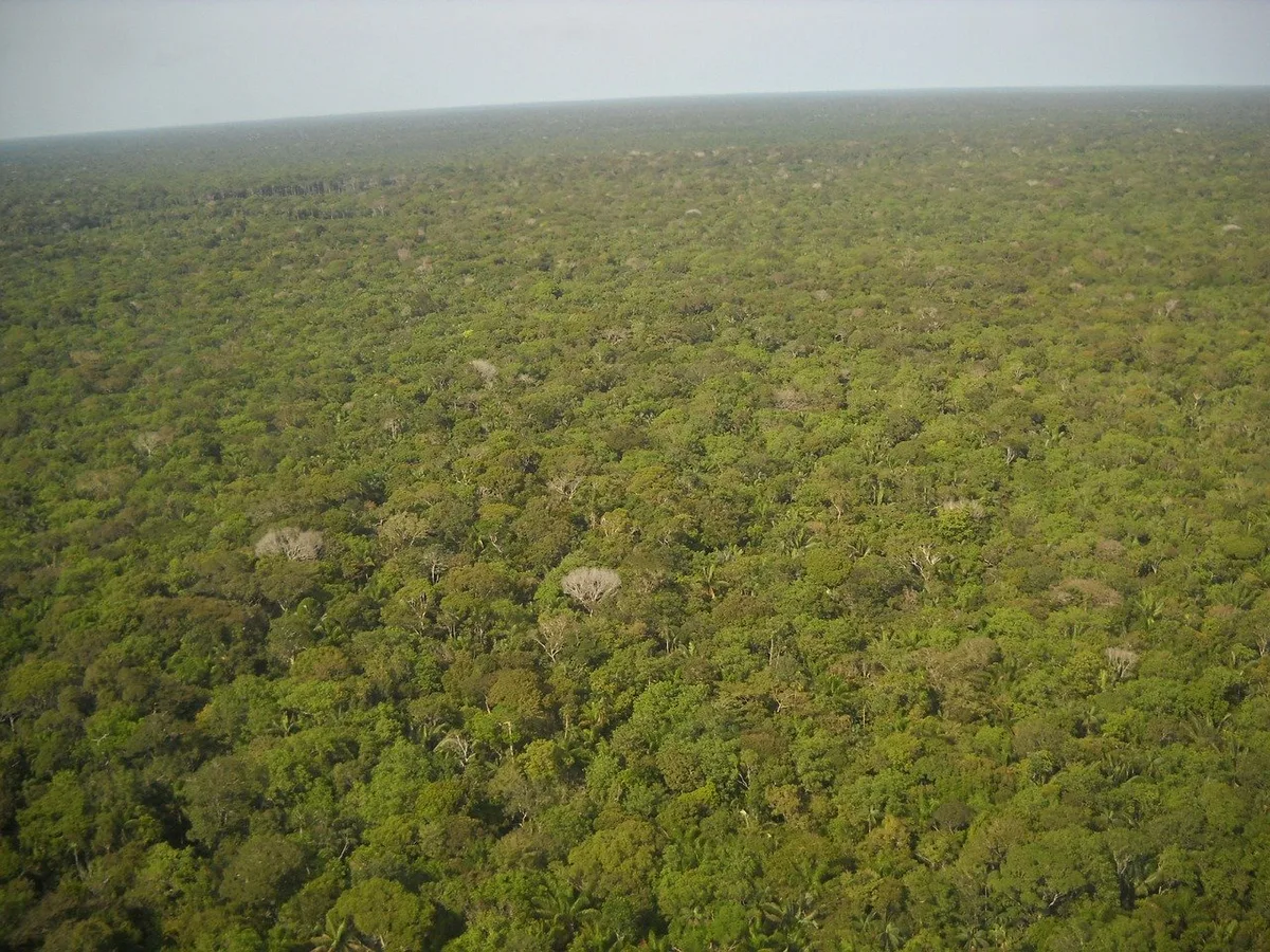 Ein Teil des in die EU importierten Sojas stammt aus dem brasilianischen Amazonasgebiet. (Bild rrubra/Pixabay)