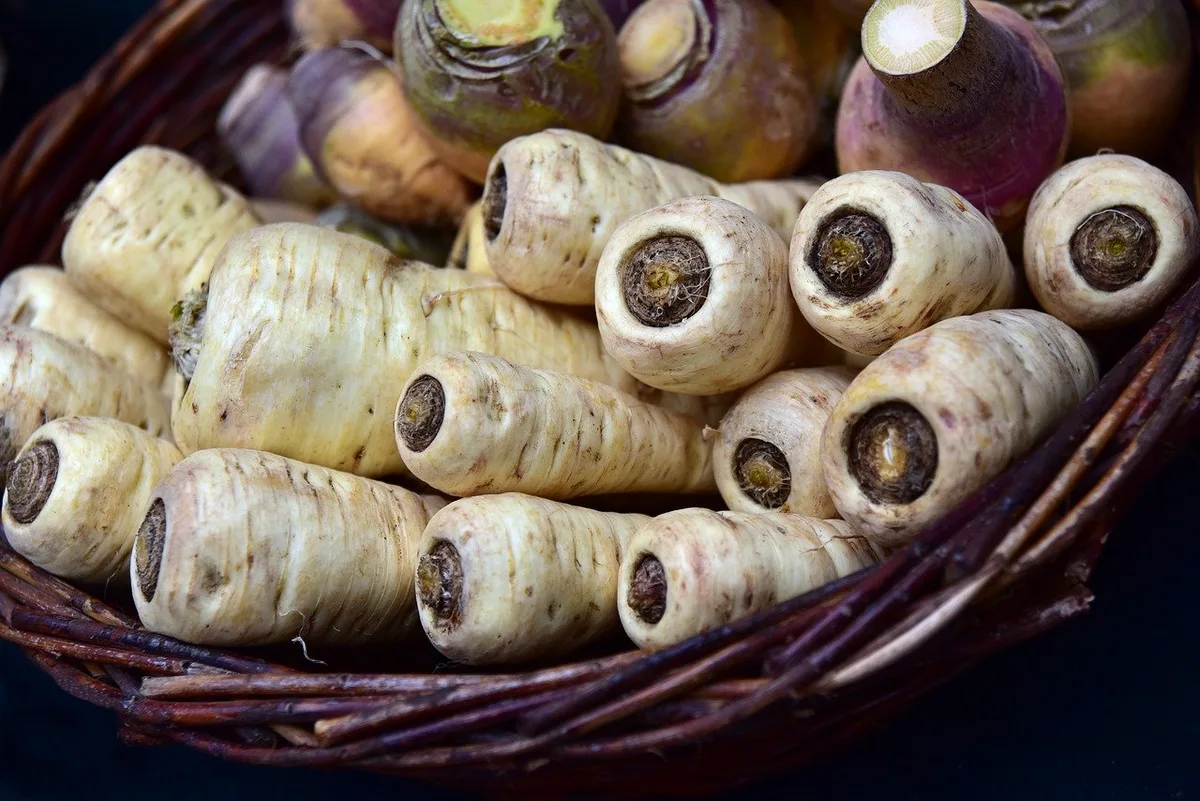parsnips-g71664d084_1280 Winterwurzel mit feiner Süsse