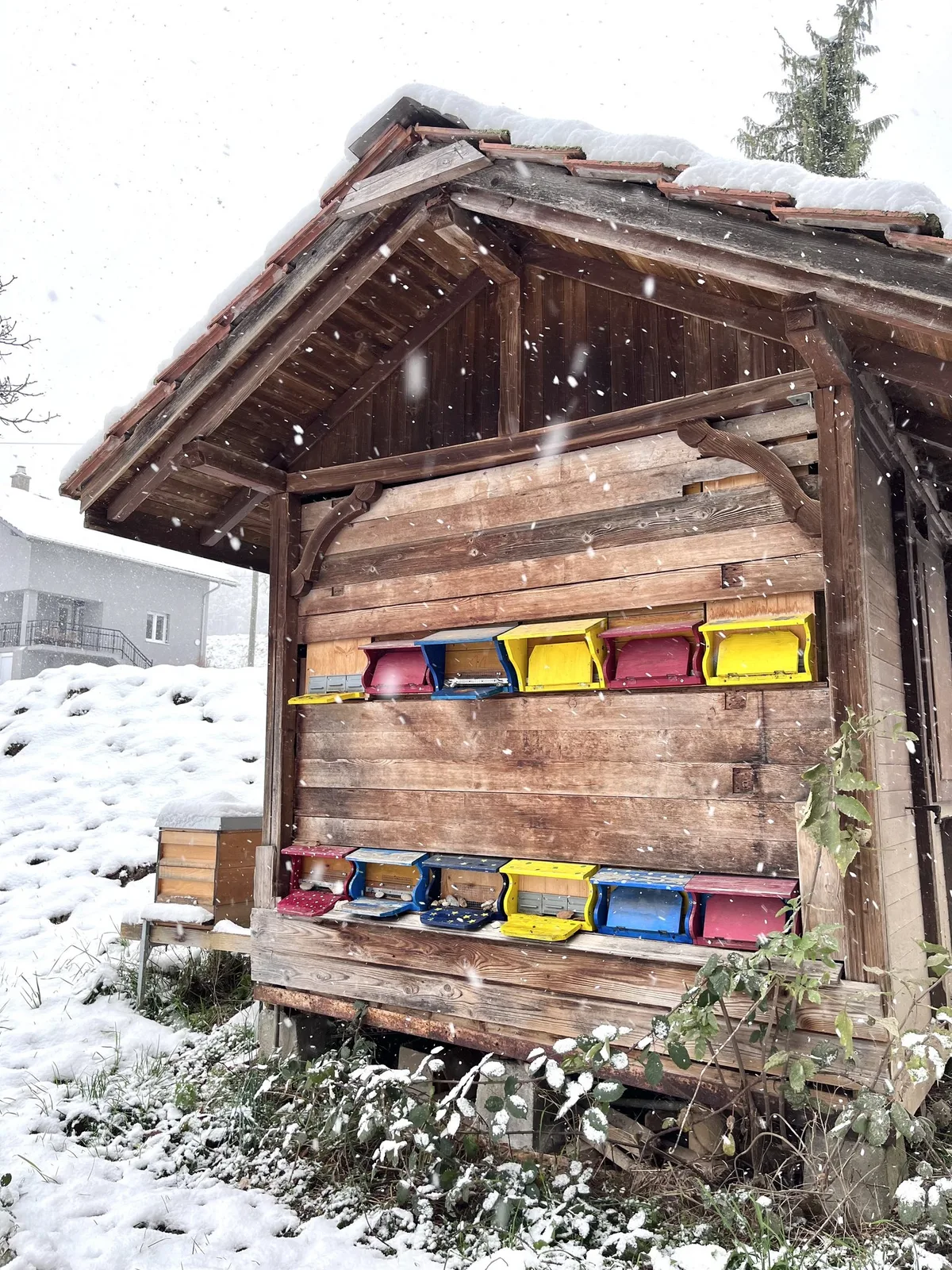 bienen_bienenstock_bienenhaus-im-winter_bienenschweiz Bienen – Überlebenskünstler im Winter