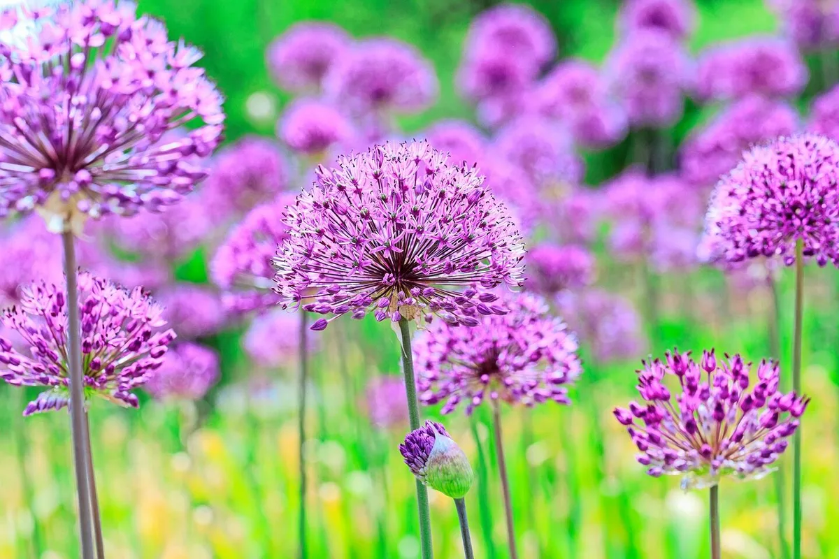 Der Kugel-Lauch (Allium aflatunense «Purple Sensation») blüht im Spätfrühling und lockt Wild- und Honigbienen an. Nach der Blüte sind auch die Samenstände attraktiv.