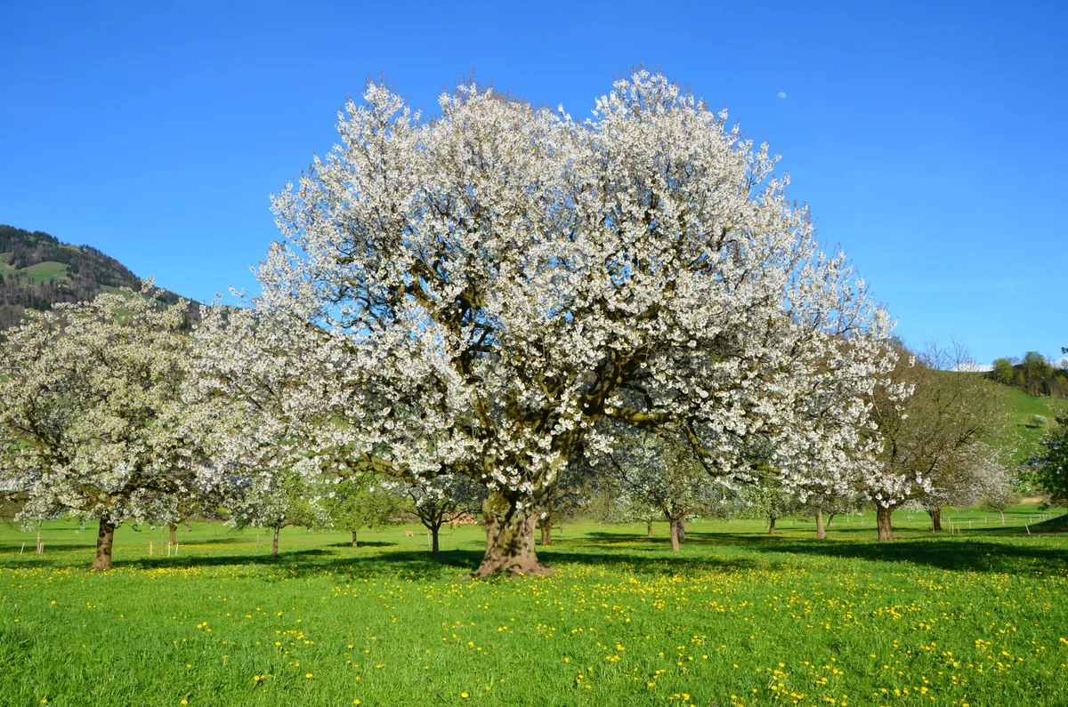Schönster Schwyzer Baum gefunden