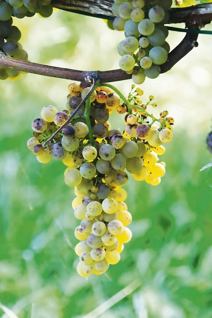 Die Interessen der Thurgauer Weinbranche sollen stärker vertreten werden