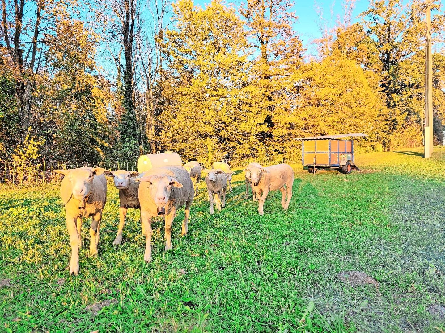 Umstellung: Die Weiden geben im Herbst zunehmend weniger her und die Zufütterung mit Heu oder Silagen wird unumgänglich.