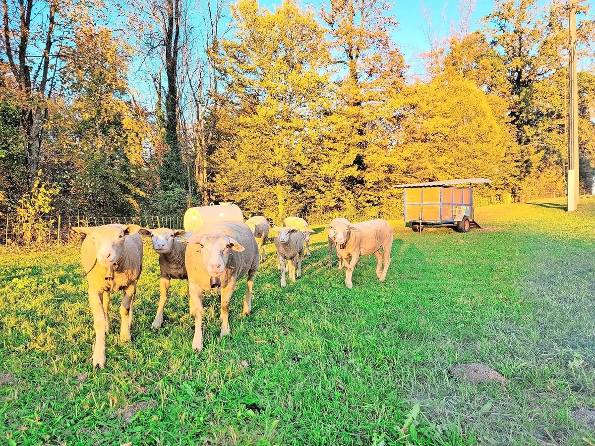 Umstellung: Die Weiden geben im Herbst zunehmend weniger her und die Zufütterung mit Heu oder Silagen wird unumgänglich.