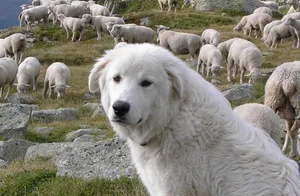 Ein Herdenschutzhund bewacht eine Schafherde. (Symbolbild pd)