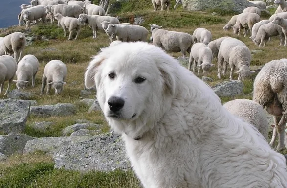 b4b7eaca77c8d65150543296fb478f36994935da Ein Herdenschutzhund bewacht eine Schafherde. (Symbolbild pd)