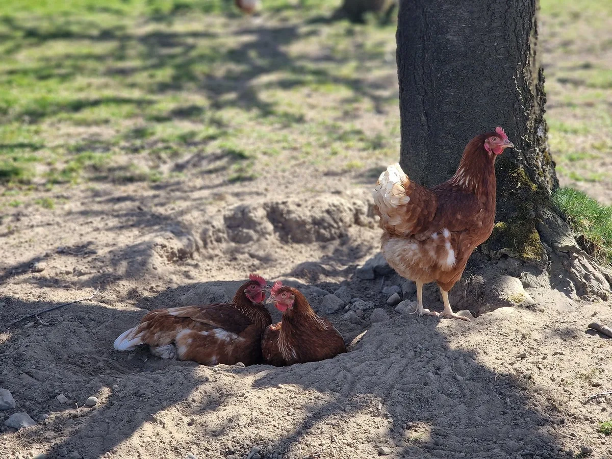 BLV hebt Vogelgrippe-Massnahmen per 1. April auf