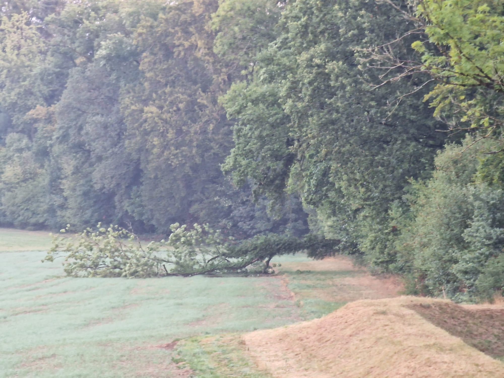 Ersehnter Regen kommt mit Blitz und Donner in der Schweiz