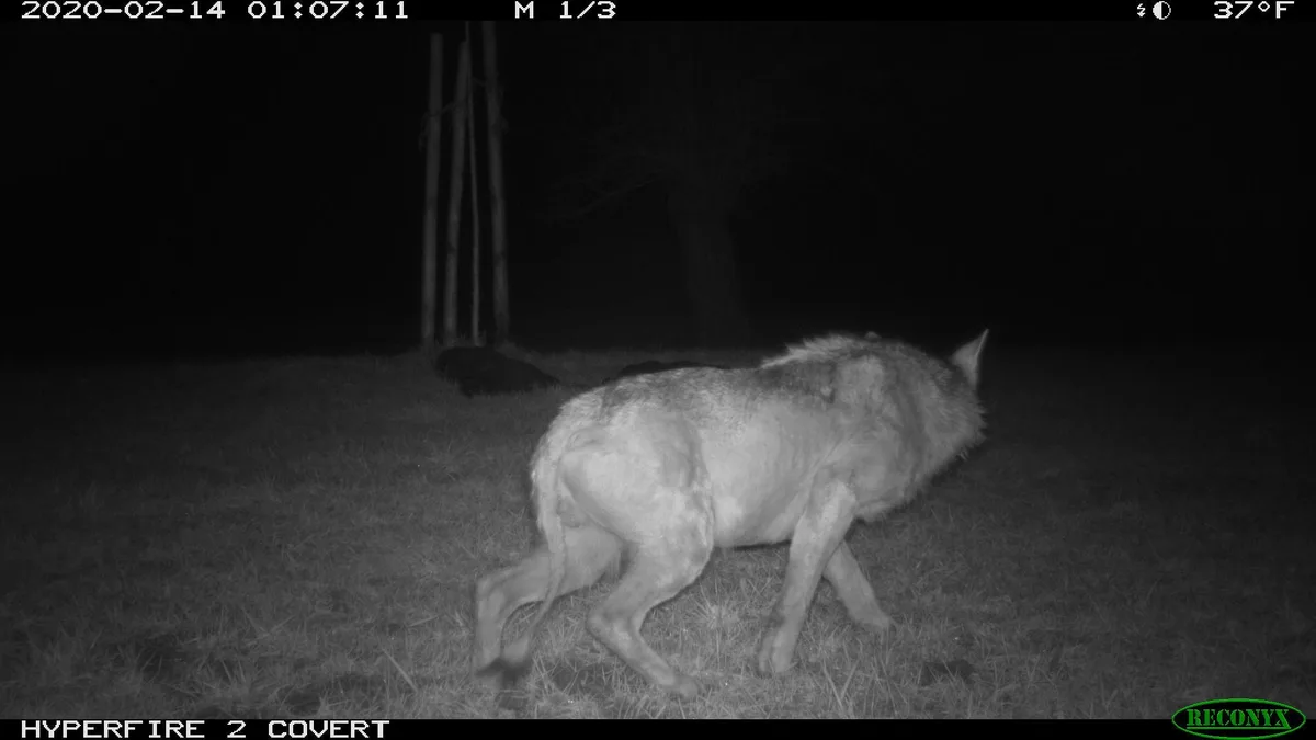 aee817932fb92ba03772cd496d95b4c0f5c739bc Weil der Wolf immer wieder an denselben Ort zurückkehrte, konnte er mehrmals beobachtet und fotografiert werden. (Bild zVg)