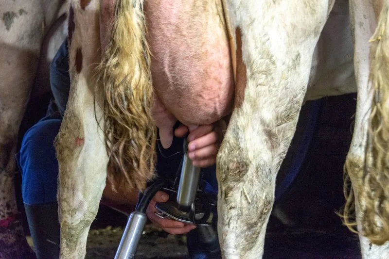 93125c9071f9cced852f0c3e30595f6decc87779 Wer A2-Urmilch produzieren will, muss vor allem die Genetik seiner Kühe anpassen und einen Abnehmer für die Milch finden. (Bild BauZ)