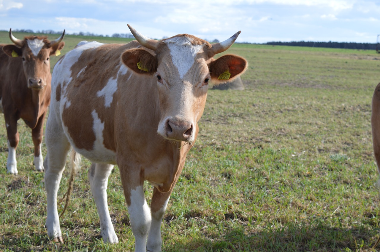 Eine 7-jährige Mutterkuh hat einen Bauer schwer verletzt. (Symbolbild Pixabay)