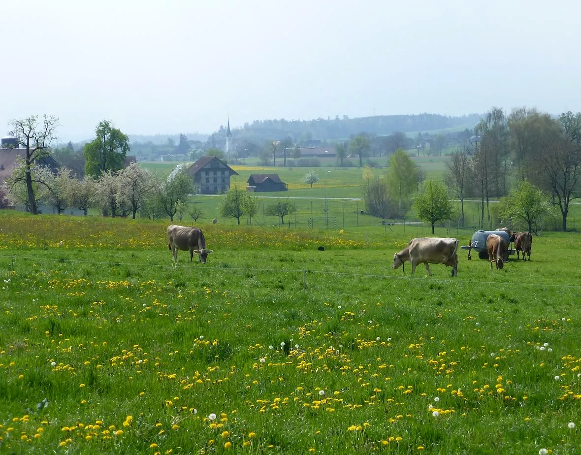 a8488ff71fd98371446de01ac5ea0728237f2cd9 Bei dieser Futterhöhe muss die Weidefläche portionenweise erweitert und ein Teil konserviert werden. (Bild zVg)
