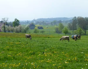 Bei dieser Futterhöhe muss die Weidefläche portionenweise erweitert und ein Teil konserviert werden. (Bild zVg)