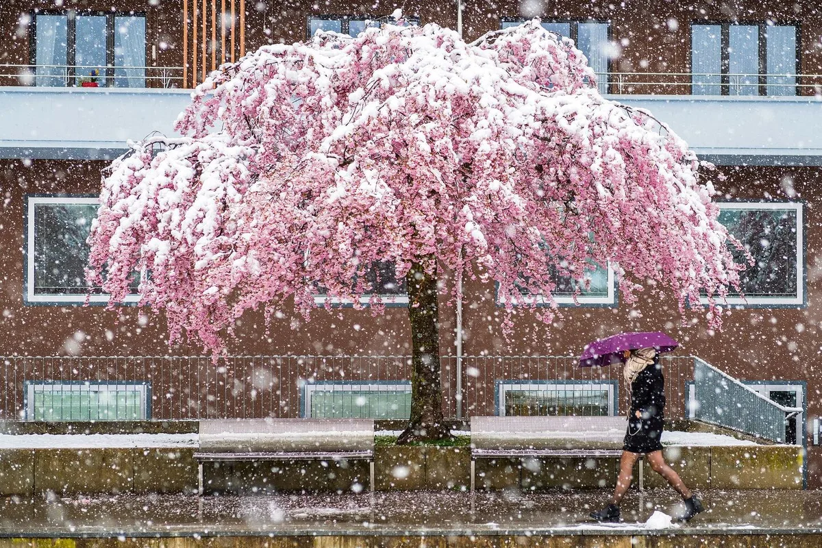 54fa5b042324cf171be2d6a4934252eb963ccda8f3c7030fe9f1f2a53f1b456f Im April spielt das Wetter gerne verrückt – wie hier am 4. April 2019 in Freiburg, als Schnee auf Menschen und blühende Bäume rieselte.