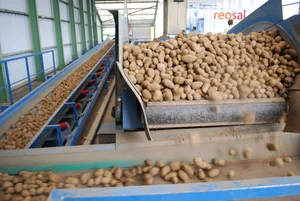 Im Vergleich zu 2022 wird das mittlere Preisband bei allen Speisesorten um Fr. 1.50/100 kg angehoben.