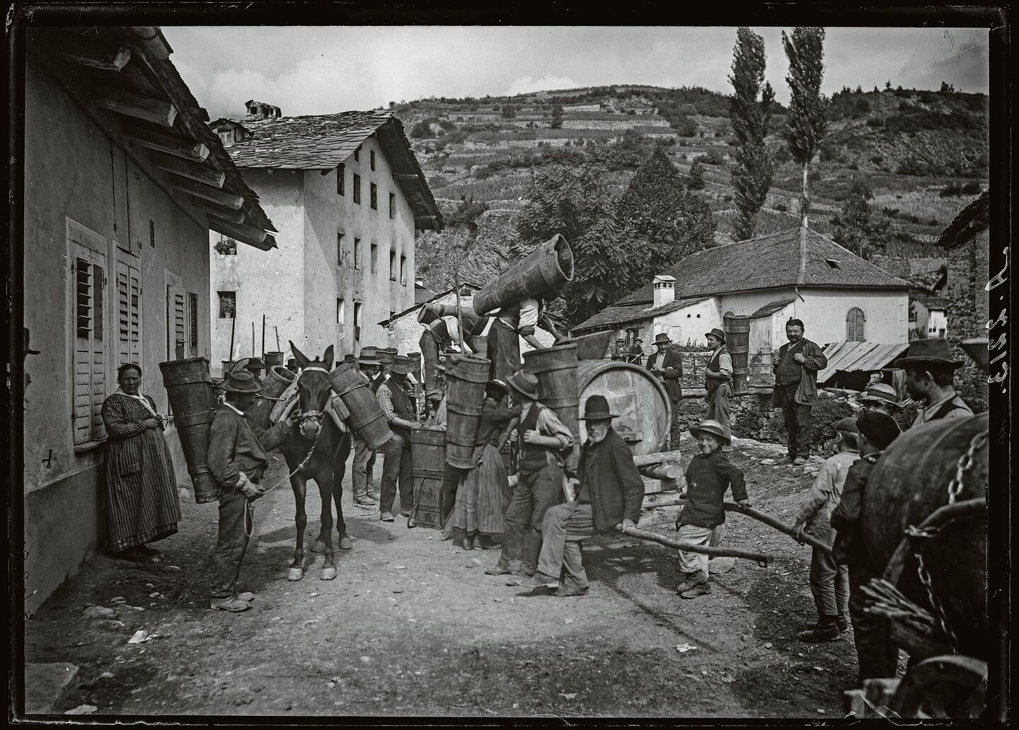 Frauen und Männer tragen eine Brente, Maultiere deren zwei bei der Weinlese 1905 in Saint-Léonard VS. In vielen Berggebieten waren Maultiere bis in die 1950/60er-Jahre unentbehrlich für den Transport vom Tal in höhere Lagen.