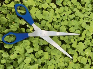 Geerntet werden die Microgreens am besten im Zwei- bis Vierblattstadium mit einer Schere. Zum sauberen Abschneiden sollten die Stiele eine gewisse Länge haben.