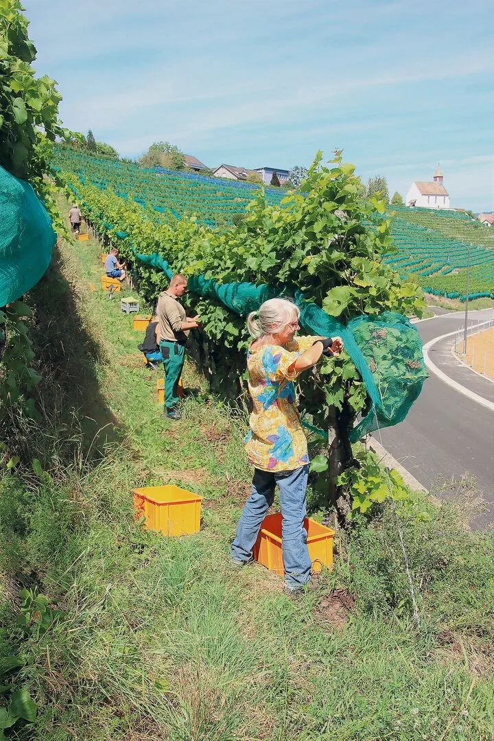 e8d0925a82a1318bf6c180e1489654e4e6c524054c39b84b19de79e1992b2122 Der warme und trockene Sommer sorgte für einen sehr frühen Start der Weinlese wie hier in Rheinau.