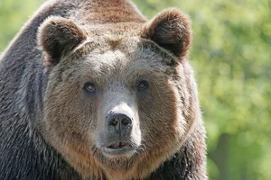 Im Engadin treibt seit Kurzem wieder ein Bär sein Unwesen. (Bild Pixabay)