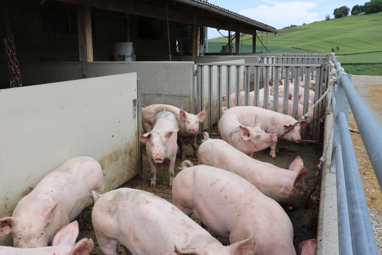 Inlandproduktion Fleisch: Nicht alles nur Wurst
