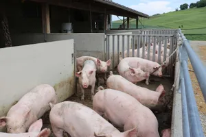 Durch die Steigerung des Inlandanteils bei den Schweinen kam es 2021 zu einem Preiszusammenbruch.