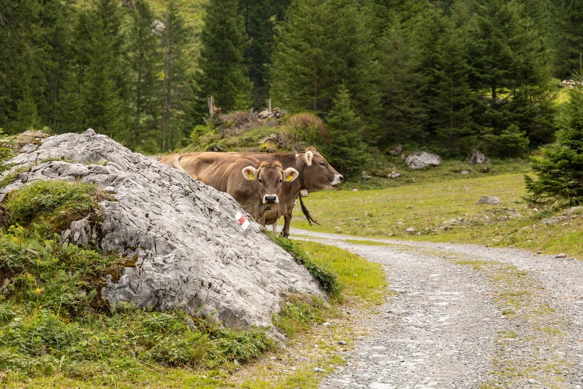 kuehe_stein_n4rs Ethikkommission fordert Verkleinerung des Schweizer Tierbestands und mehr Ackerbau direkt für den Menschen