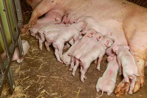 Sowohl die freie Abferkelung, als auch die steigenden Wurfgrössen sorgen in den vergangenen Jahren nicht für höhere Ferkelverluste.