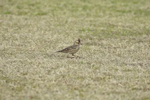 Man kann nicht alle Vogelarten gleichzeitig fördern, da sie sich in ihren Ansprüchen z. T. stark unterscheiden. Offene Landschaften sind wichtige Lebensräume für Feldlerchen, während z. B. Stieglitz oder Gartenbaumläufer von Agroforst profitieren können.