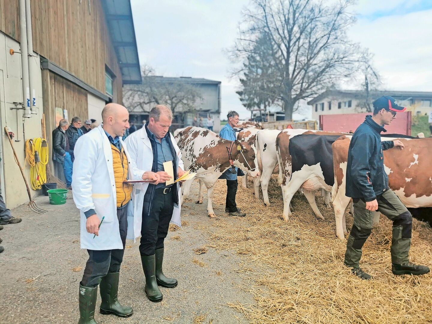 Die Punktierung beim Rind wird seit rund zehn Jahren nur noch aus der Kasse der Absatzförderung unterstützt. Nun wird der «Tierzucht-Geldhahn» für Schauen auch bei allen anderen Tiergattungen zugedreht. Das BLW schlägt drei Wege zur Anpassung vor.
