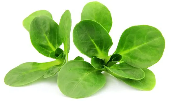 a12cd92ba1f0b1791dccc4ef02edf0ea1081201e Enthält von allen Salaten am meisten Vitamine: Nüsslisalat. (Bild VSGP)