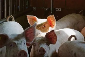 Hoffnungsschimmer dank Notmassnahmen am Schweinemarkt: Mit Export und Einlagerung wird seit dieser Woche entlastet.