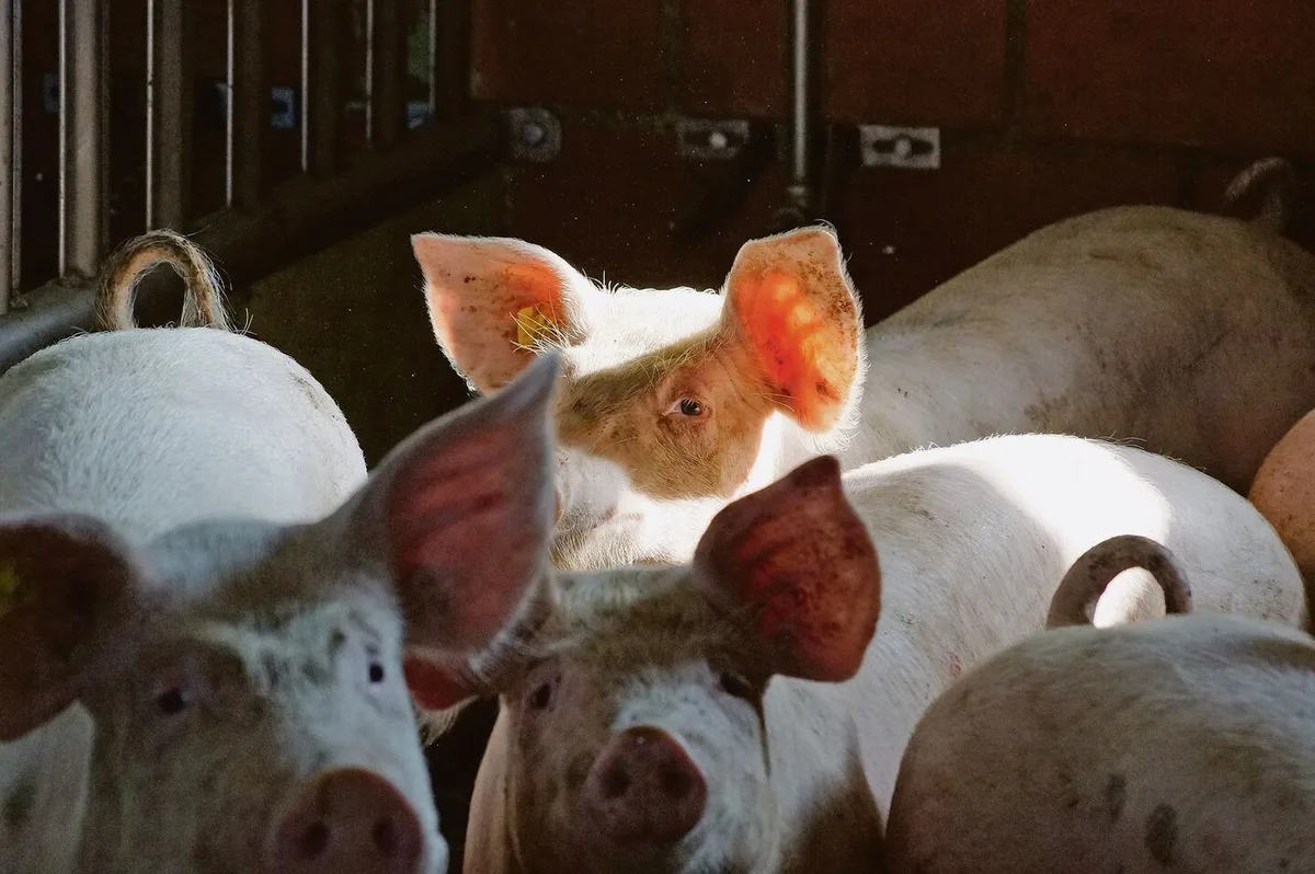 d97cdd0b8a1bcfa482f1969326503b4be87ae0440b79e45a622bf5f77b823ef9 Hoffnungsschimmer dank Notmassnahmen am Schweinemarkt: Mit Export und Einlagerung wird seit dieser Woche entlastet.