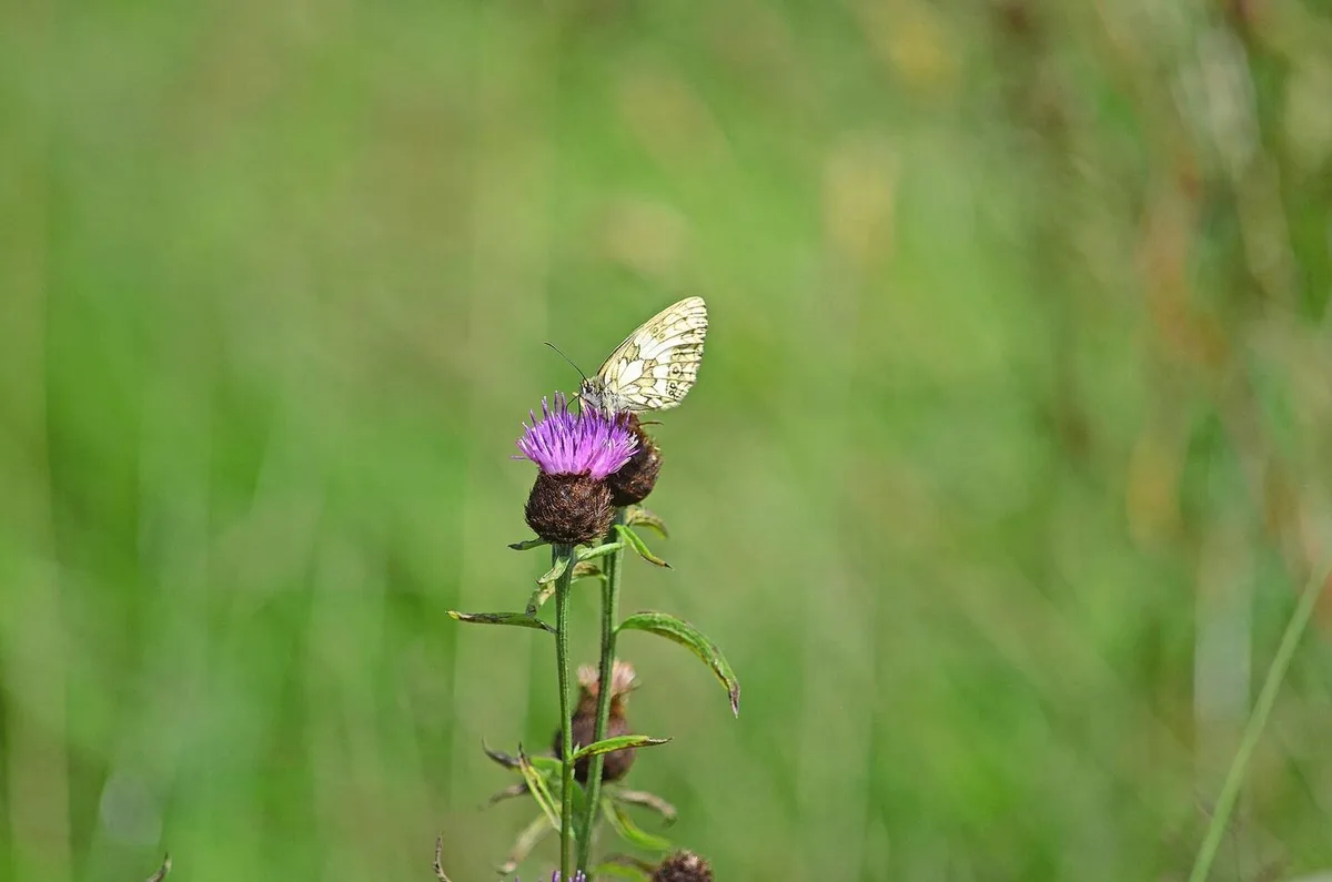 Besonders auf die Biodiversität hat der Biolandbau nachweislich einen positiven Einfluss.