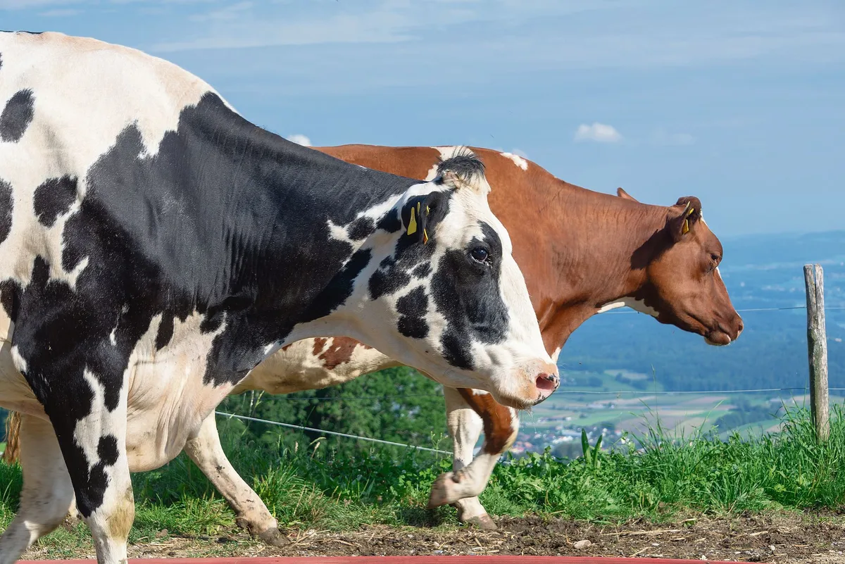 7774fecc1952609c0bca69e35123a226bf3f7a4c Zahlenmässig ist die Red-Holstein-Kuh gegenüber ihrer schwarzen Kollegin noch im Vorsprung, aber dieser wird von Jahr zu Jahr kleiner. (Bild Hansjürg Jäger)