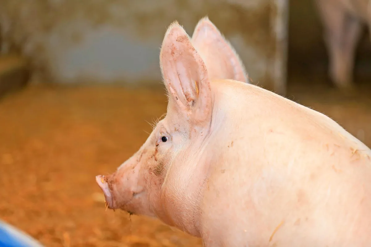 Ob Preis, Pro-Kopf-Konsum oder Betriebszahlen – auf dem Schweinemarkt sind die Zahlen rückläufig.