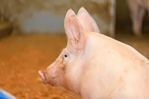 Ob Preis, Pro-Kopf-Konsum oder Betriebszahlen – auf dem Schweinemarkt sind die Zahlen rückläufig.