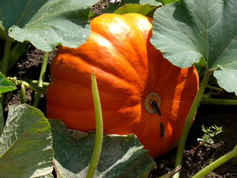 542a7c4ea20dc1dd5e939b8295ea97c6e4b2959e Die Kürbis-Saison läutet den Herbst ein. (Bild Irena Buchmann/landwirtschaft.ch)