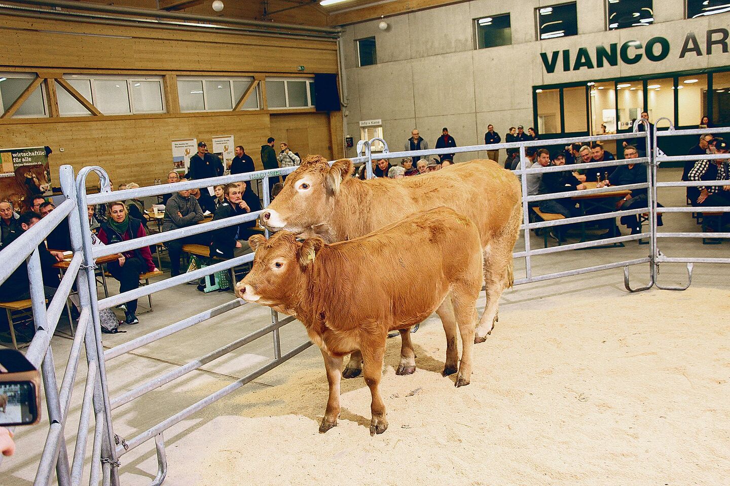 Die 3-jährige Limousin-Kuh Pipa vom Züchter Walter Meyer aus Kirchlindach wurde samt 10-monatiger Tochter für 6300 Franken verkauft.
