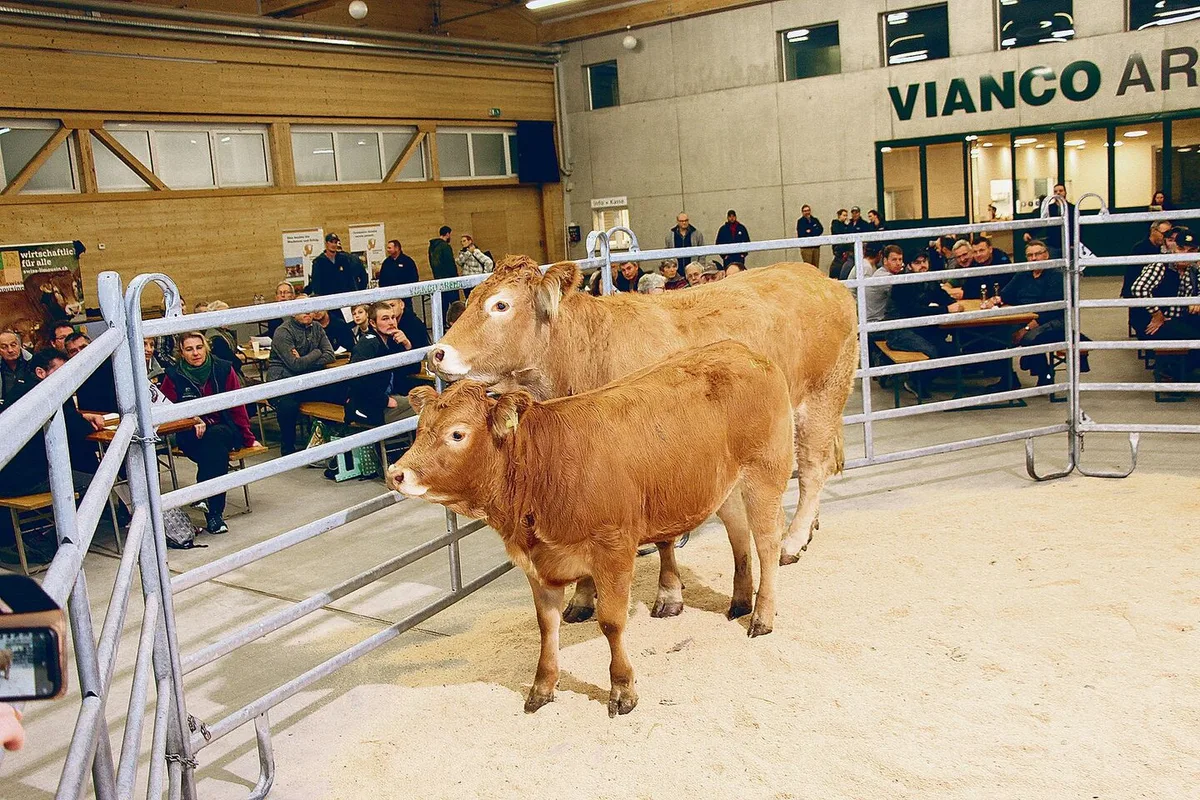 Die 3-jährige Limousin-Kuh Pipa vom Züchter Walter Meyer aus Kirchlindach wurde samt 10-monatiger Tochter für 6300 Franken verkauft.