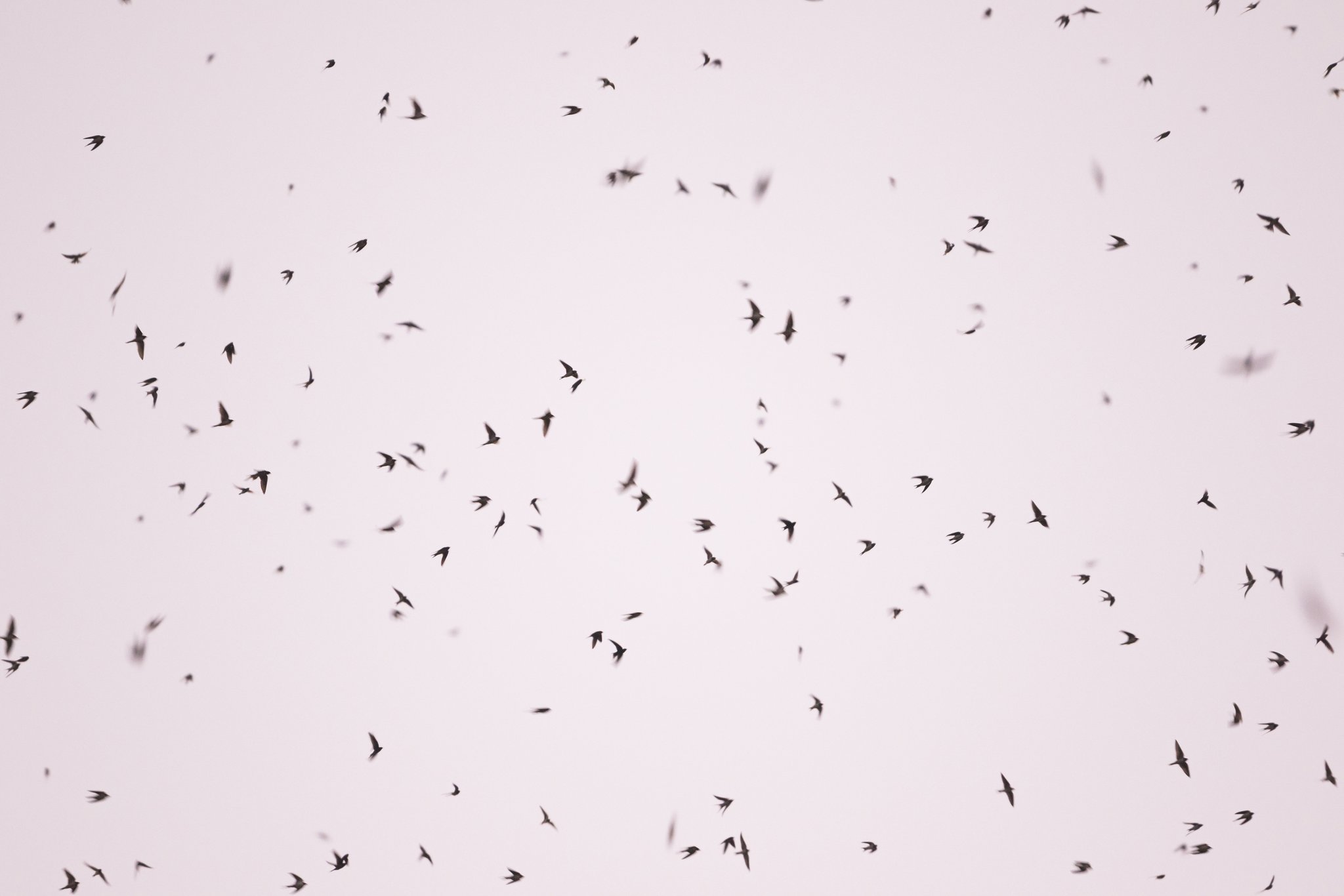 In einer einzigen Herbstnacht ziehen 150 Millionen Vögel unbemerkt nach Süden