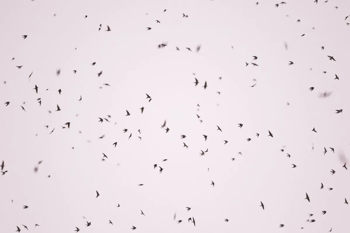 zugvo__gel-vogelwarte In einer einzigen Herbstnacht ziehen 150 Millionen Vögel unbemerkt nach Süden
