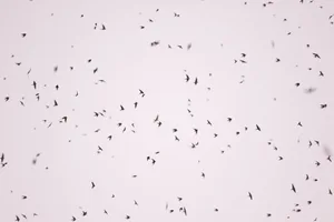 Der Vogelzug gibt seine Geheimnisse dank Radaraufzeichnungen preis. So wird es möglich, die grossräumigen Bewegungen der Zugvögel besser zu verstehen.
