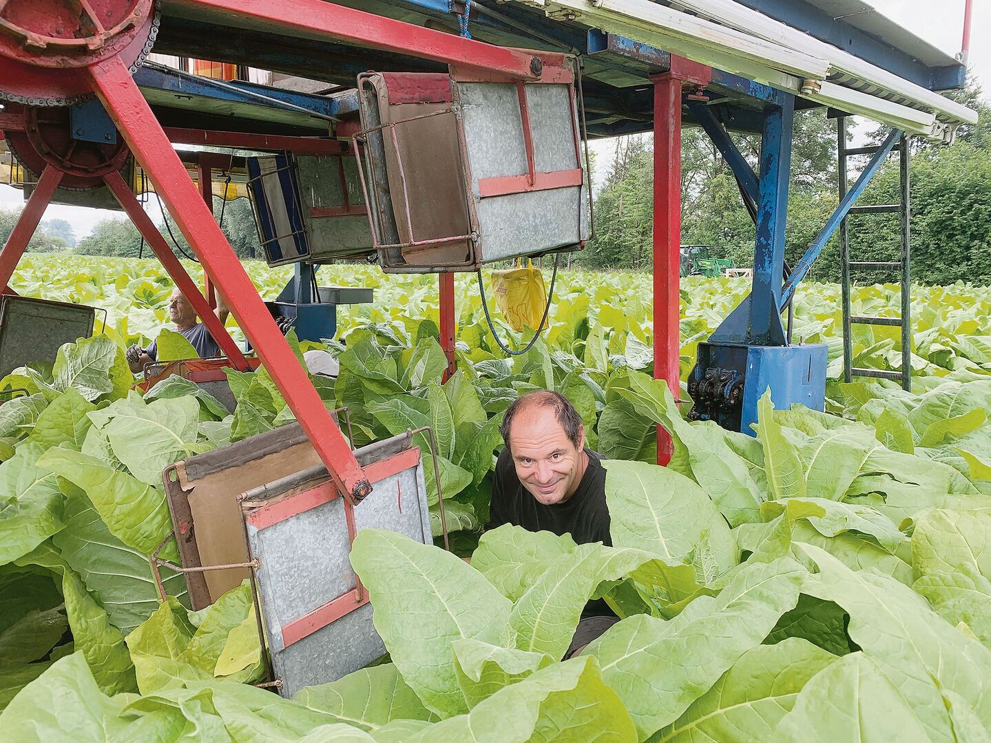 Patrick Egli mit seinem Team beim maschinenunterstützten Pflücken der Tabakblätter. Die Ernte in mehreren Durchgängen dauert bis Mitte September.