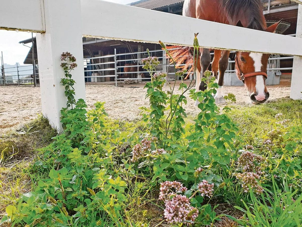 Willkommener Wildwuchs: Wilder Oregano am Rand eines Sandplatzes bildet eine wertvolle Insekteninsel und ist hübsch anzusehen.