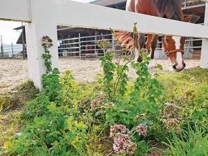 Willkommener Wildwuchs: Wilder Oregano am Rand eines Sandplatzes bildet eine wertvolle Insekteninsel und ist hübsch anzusehen.