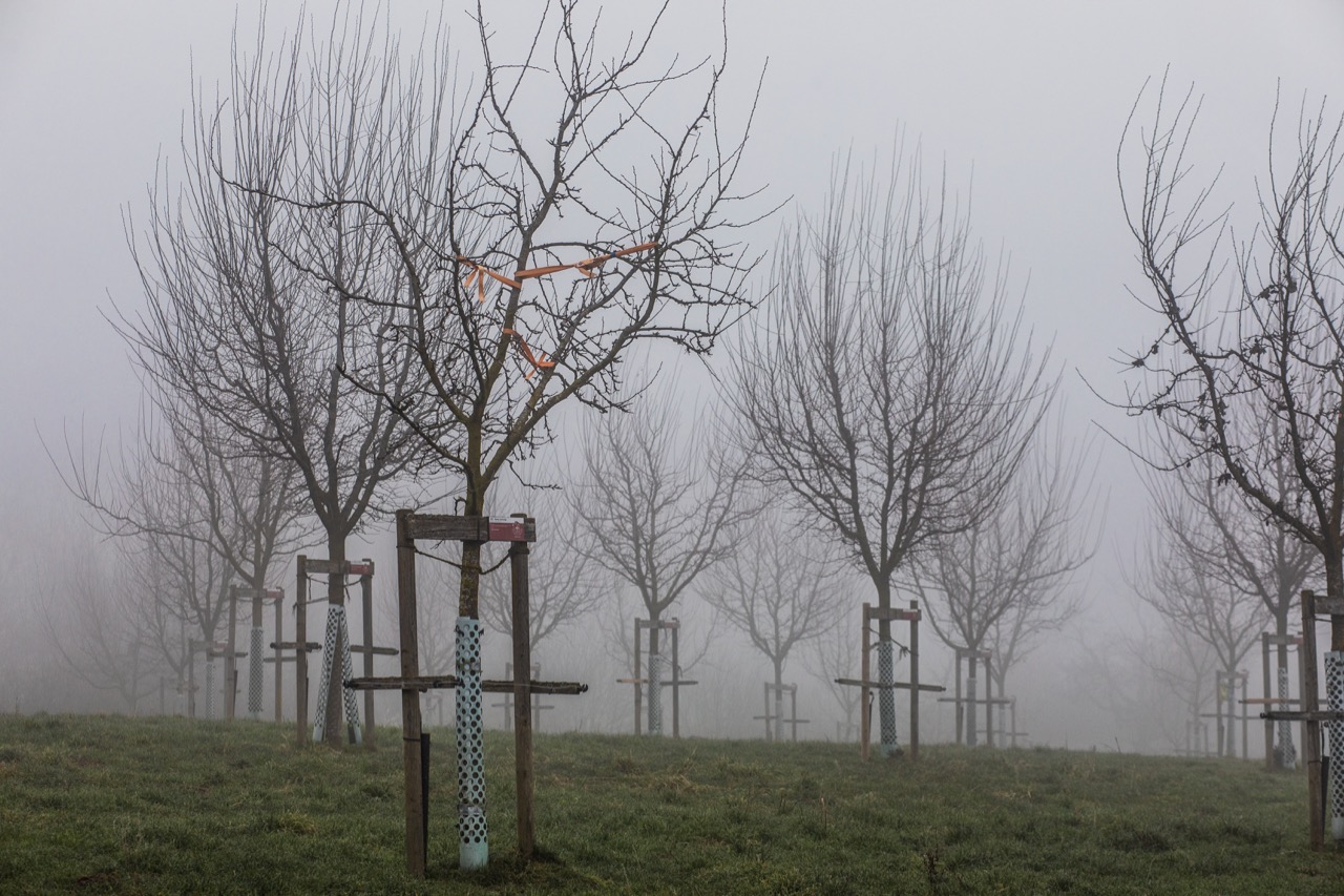 Die Stimmung ist mystisch auf dem “Archehof" in Hildisrieden ist mystisch. Bild: Pia Neuenschwander