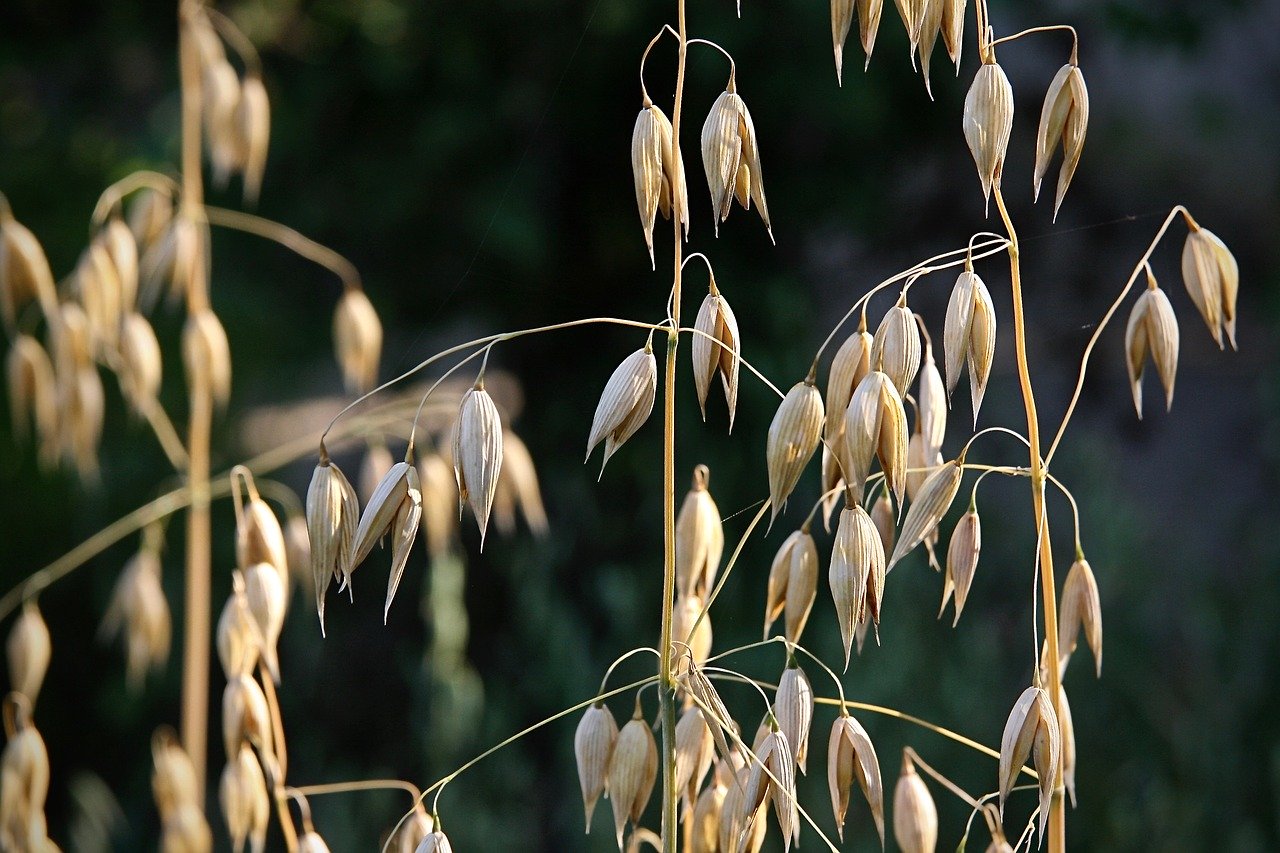 2019 wird zum Beispiel deutlich weniger Sommerhafer angebaut. (Bild Pixabay)
