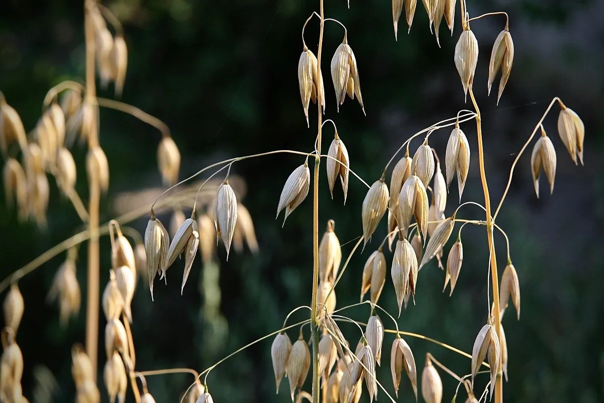 4d2945db113d151be41fd9496a165b0d35a45960 2019 wird zum Beispiel deutlich weniger Sommerhafer angebaut. (Bild Pixabay)